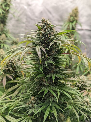 Growreport Bild 18