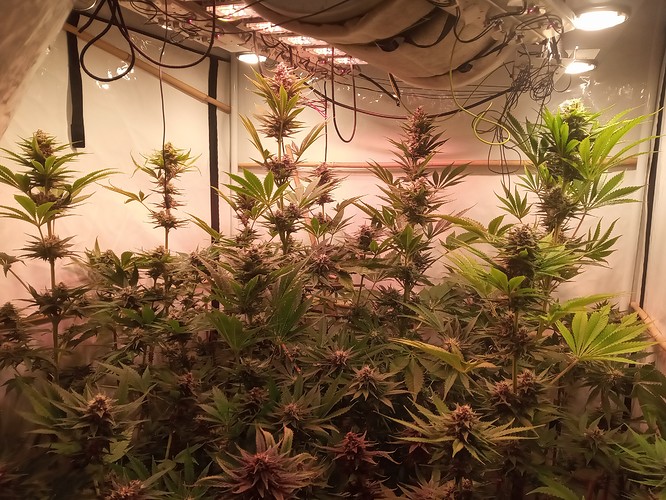Growreport Bild 70