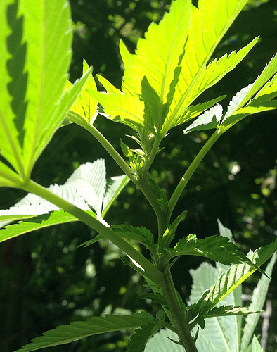 Growreport Bild 9