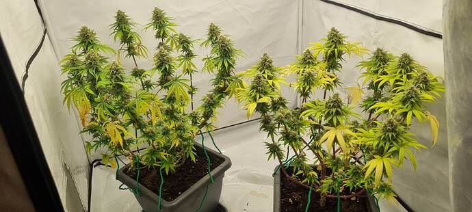 Growreport Bild 7