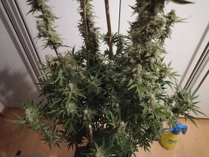 GG#2_240108-2