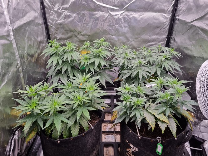 Growreport Bild 27