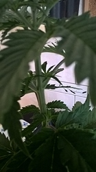 Growreport Bild 12