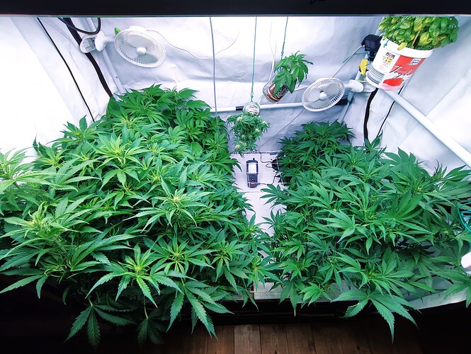 Growreport Bild 51