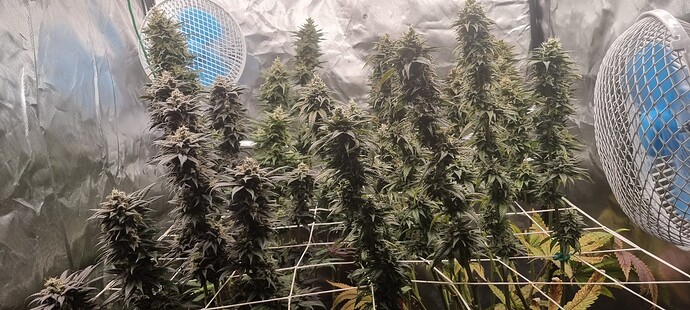 Growreport Bild 35