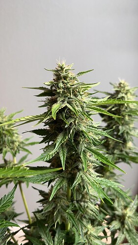 signal-2022-10-24-205614_002