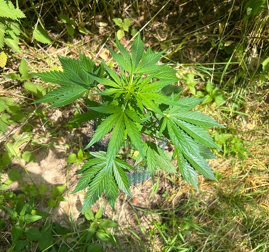 Growreport Bild 2