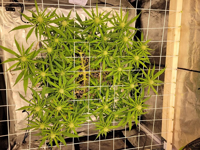 Growreport Bild 2