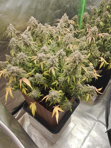 Growreport Bild 3