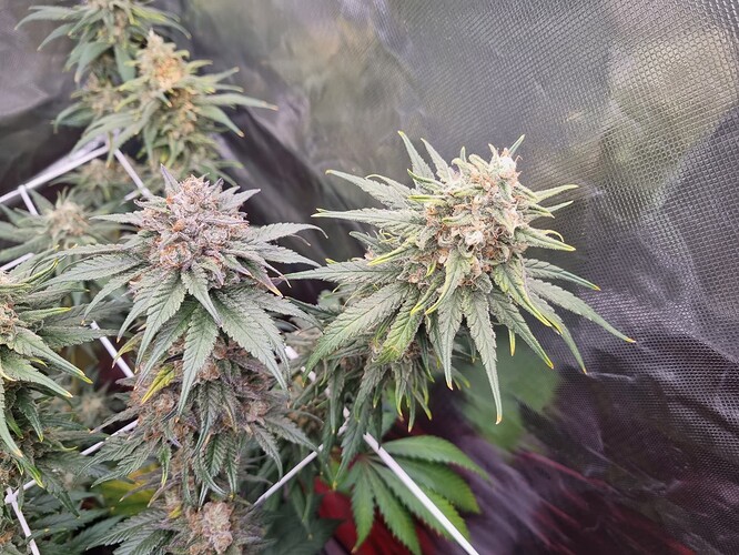 Growreport Bild 31