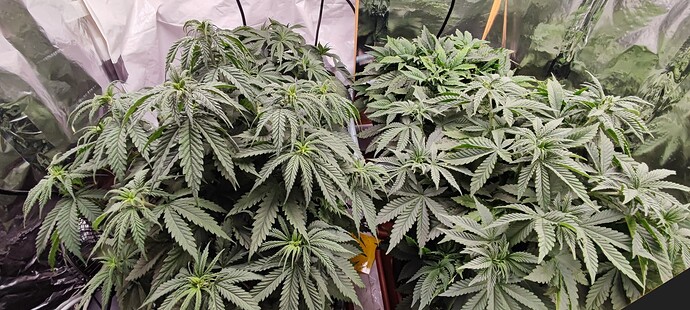 Growreport Bild 1