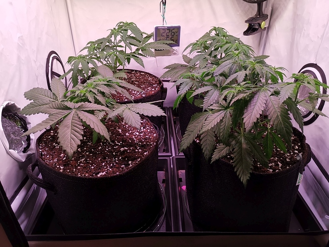 Growreport Bild 7