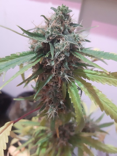 Growreport Bild 3