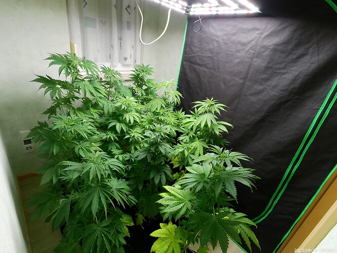 Growreport Bild 37