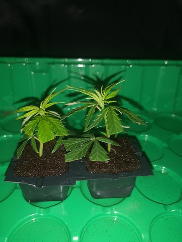 Growreport Bild 2