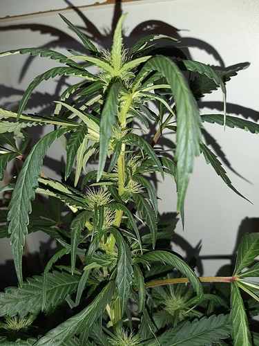 Growreport Bild 7
