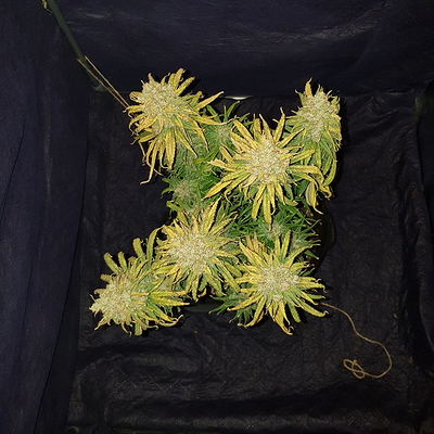 Growreport Bild 4
