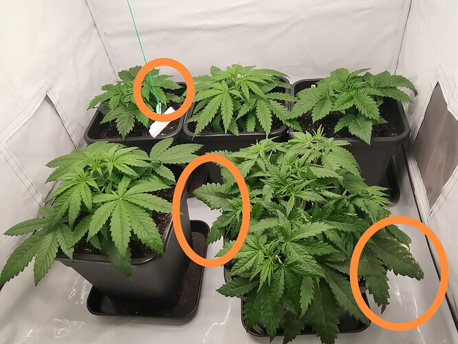 Growreport Bild 15
