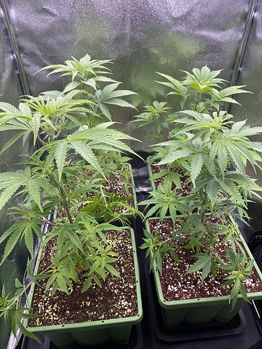 Growreport Bild 5