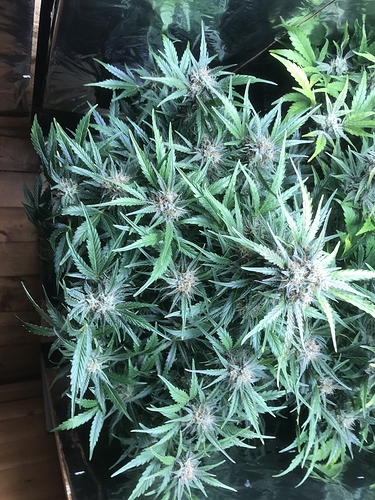 Growreport Bild 5