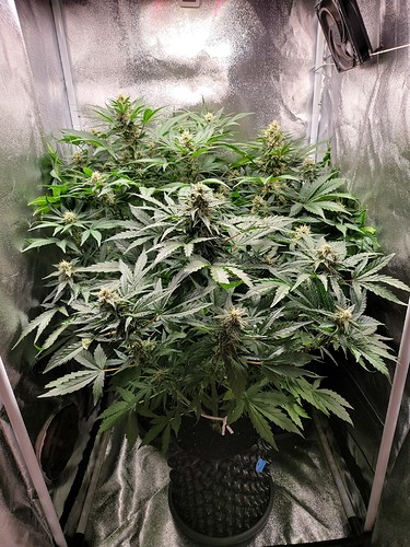 Growreport Bild 1
