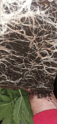 Growreport Bild 17