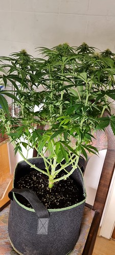 Growreport Bild 8