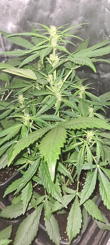 Growreport Bild 9