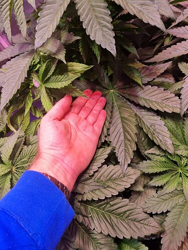 Growreport Bild 59