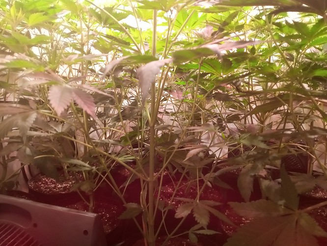Growreport Bild 8