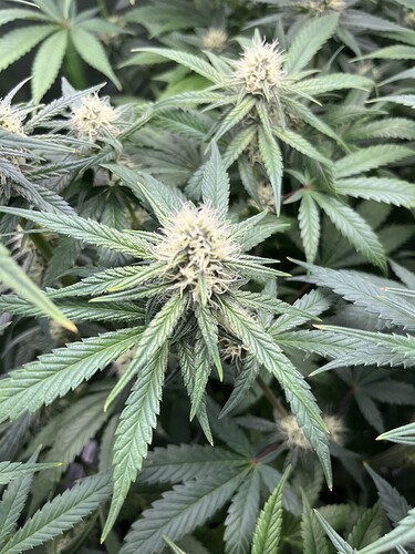 Growreport Bild 8