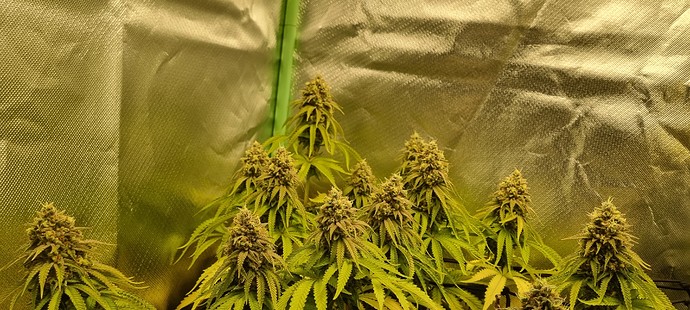 Growreport Bild 12