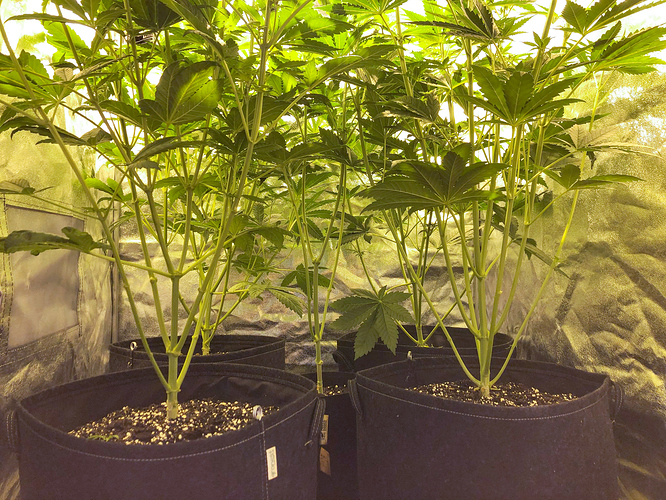 Growreport Bild 2