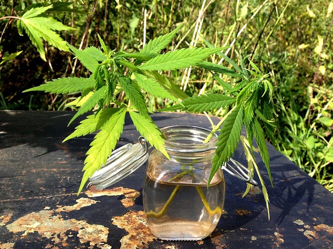 Growreport Bild 28