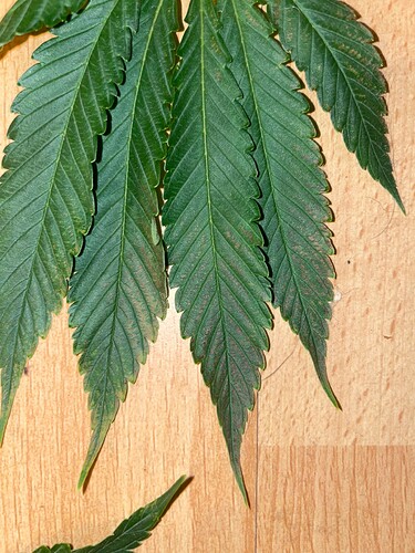 Growreport Bild 15