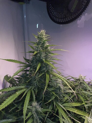 Growreport Bild 7