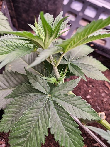 Growreport Bild 34