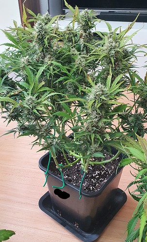Growreport Bild 2