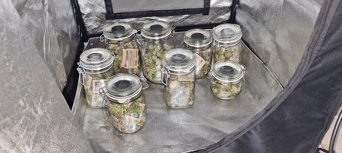 Erster interaktiver Growreport, 2ter Grow, 190W LED, CBD Kush