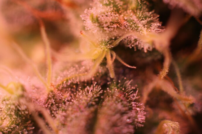 Growreport Bild 12
