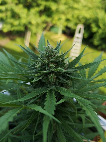Growreport Bild 2