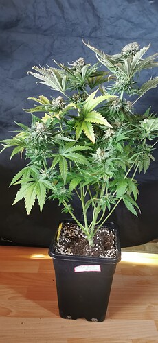 Growreport Bild 51