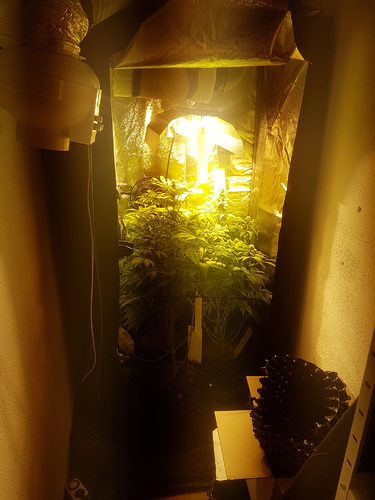 Growreport Bild 1