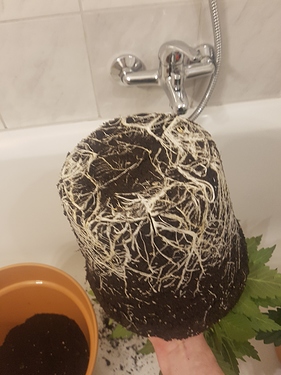 Growreport Bild 17