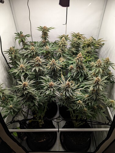 Growreport Bild 36
