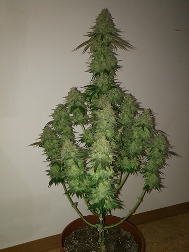 Growreport Bild 26