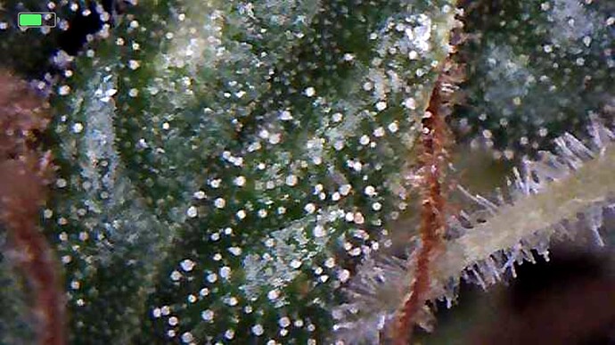 Growreport Bild 2