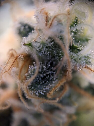 Growreport Bild 7