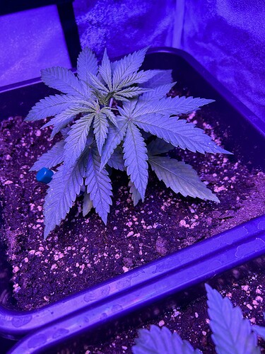 Growreport Bild 3