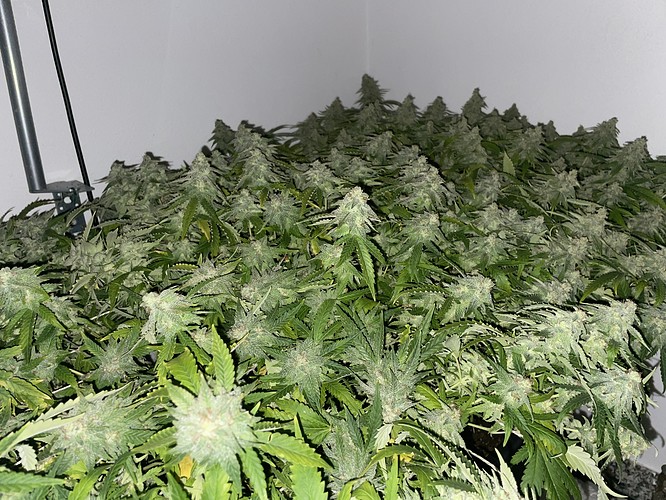 Growreport Bild 21